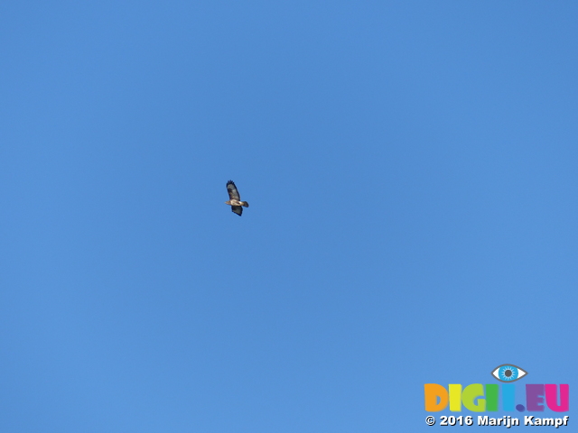 FZ026032 Buzzard